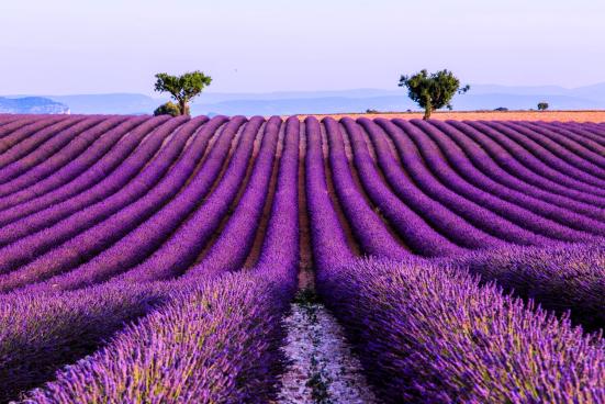Lavendel Feld Provence