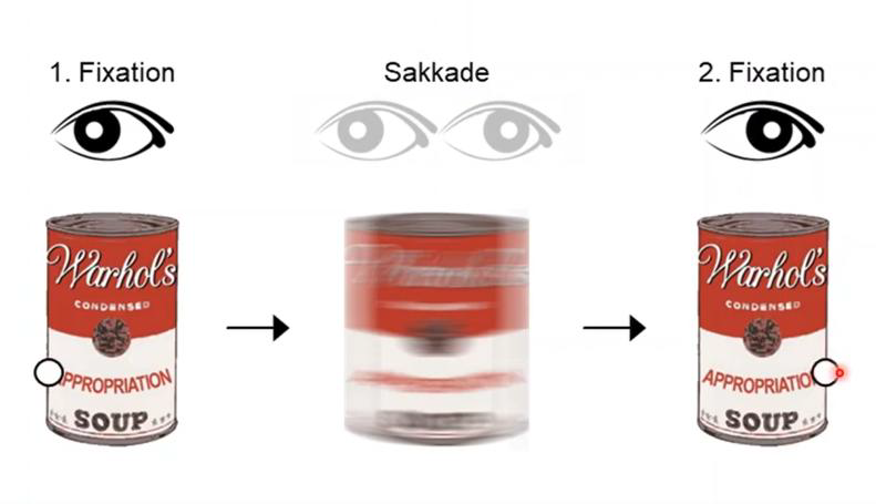Fonte: Dr. Stefan Michel, Università di Scienze Applicate della Svizzera nordoccidentale Leggenda: La soppressione saccadica impedisce l'elaborazione del segnale durante il salto dello sguardo. I segnali mancanti vengono integrati dal sistema percettivo per formare un'impressione complessiva coerente.