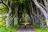 Il maestoso viale di faggi “Dark Hedges” nella contea di Antrim ha fatto la sua apparizione della serie di culto “Il trono di spade”.