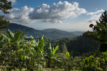 Kaffees der Welt angebaut.