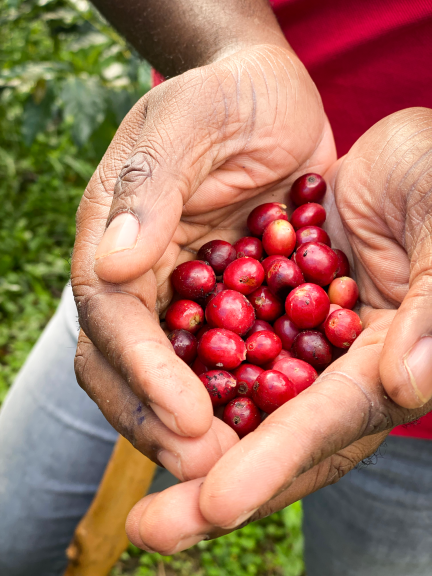 Die Ernte der reifen Kaffeekirschen ist mühsame Handarbeit.