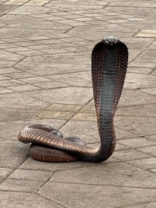 Impressionnant : le cobra sur la grande place du marché de Marrakech se dresse, menaçant.